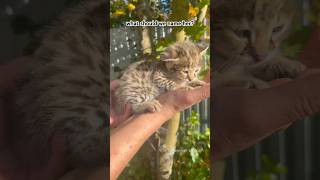 Reputable F1 Savannah Cat Breeder F1Savannahkittens