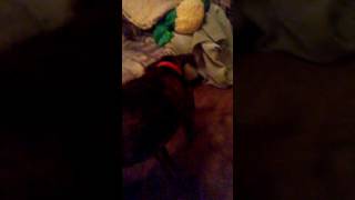 Mighty Maya Vs. The Chip Clip