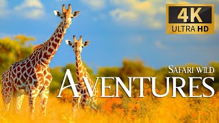 Safari Wild Adventures 4K 🐾 Discovery  Film With Calm Relaxing Music, Nature Video & Real Sound