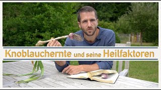 KNOBLAUCHERNTE und seine HEILFAKTOREN