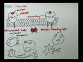 Immunology - Innate Immunity (MHC structure)