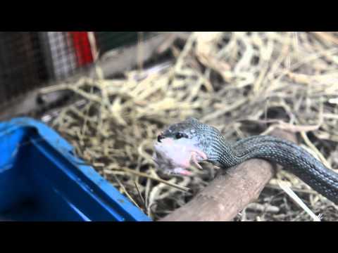 Japanese Rat Snake eating Rat