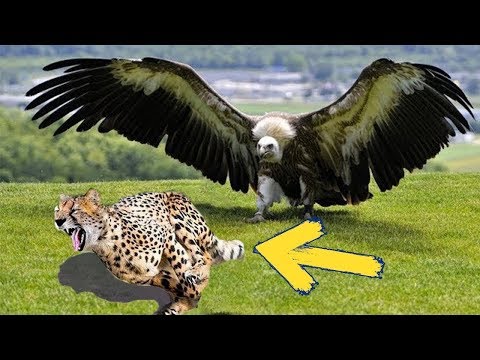 Được Mệnh Danh Là Chúa Tể Bầu Trời | Đại Bàng Khổng Lồ Không Kiêng Nể Bất Cứ Con Vật To Lớn Nào!!!