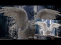Brian Crain "Dream of Flying" by Brian Crain  (HD)