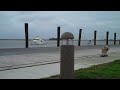 TWIG SKATES APALACHICOLA - Skateboarding Dog