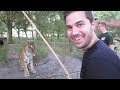 Tigers