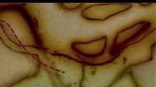 Watch Tiken Jah Fakoly Quand Nous Serons Unis video