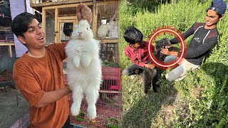 Subhan Ny Billa Pakra Biggest Rabbit