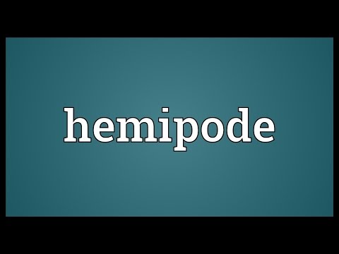 Header of hemipode