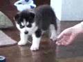 baby husky シベリアンハスキー子犬 Siberian Husky ベビーハスキー