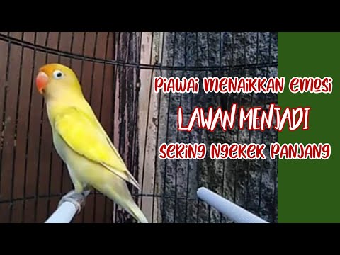 Ahlinya Menaikkan Emosi Labet Menjadi Sering Ngekek !!! Pancingan Lovebird Gacor Ngekek Panjang
