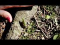 Enola Video preview