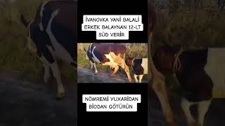 İvanovka Yani Balali Erkek Balaynan, 12 Lt Süd Verir 051070888-82-81