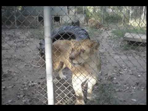 white lions and tigers. Two tigers in the zoo, one decides to attack. Lion vs Humans @ the ZOO