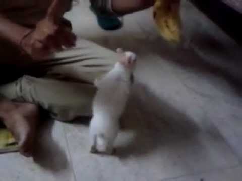 Shakal Pe Mat Ja Pandu.mp4