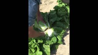 Napa Cabbage Field Sampling 4-25-16 Part 2