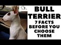 Before you buy a dog - BULL TERRIER - 7 facts to consider! DogCastTV!