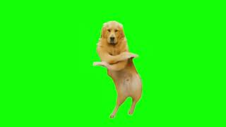 Green Screen Beat The Koto Nai Dog Meme | Dancing Dog Meme