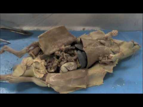 Rat dissection-- digestive system