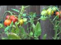 Organic Gardening Techniques Cherry Tomato