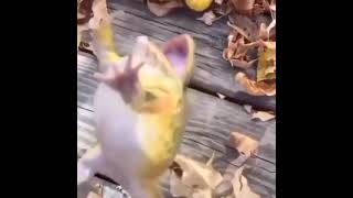 Sapo Pulando Rindo