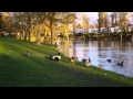 Histoire de canards (Musique Flamenco) (Dj Roberto Magico)