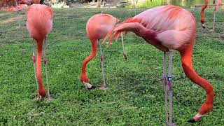 Bush Gardens Flamingos