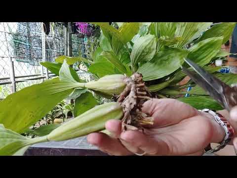 Hướng dẫn tách và trồng lan Thanh Đạm Indo cho người mới chơi.