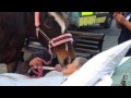'Beautiful Moment': Dying Patient's Goodbye to Horse