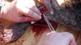 F Surgical Treatment Of Wound On Grey Wolf Leg