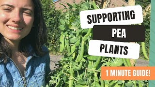 How To Support Garden Peas With Staking