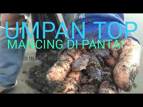 CARA MENCARI UNDUR UNDUR GEMBUR, UMPAN JITU MANCING DI PANTAI #tutorial