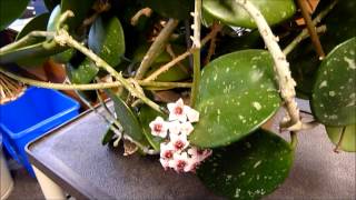 A Visit With Hoya Obovata