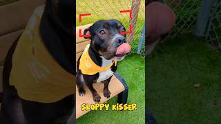 Sloppy Kisser Pitbull Is Looking For A New Human To Kiss