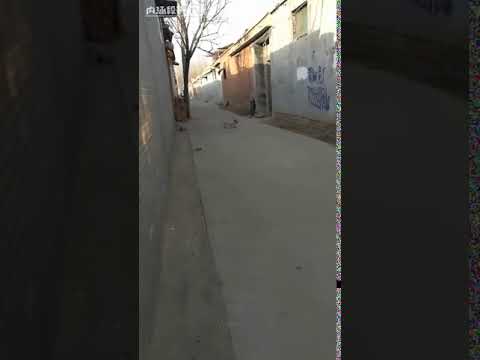 Mày đừng tưởng to con là ngon nha | Clip Chó Mèo | cat Mày đừng tưởng to con là ngon nha | Clip Chó Mèo | cat
