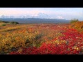 Watch Visit Denali National Park with Holland America Line Video
