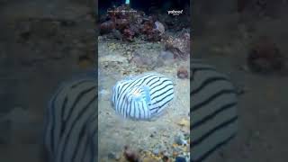 Diver Has An Adorable Encounter With A Pajama Squid