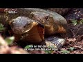 Vietsub Wildlife Secret King Cobra part 1