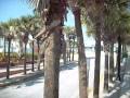 Daytona Beach Pier Entrance & Surrounding Boardwalk Area