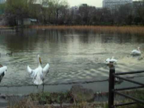 上野公園の池に鳥が！