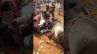 JalliKattu 2023 | Nuthugunta Palli | Dangerous Incident 😰 #jallikattu2023 #jalli