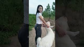 Girl Rides Her Goat