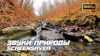 Живая Природа - Ручей | Река | Звуки Природы | Звуки Ручья | Шум Воды | Релаксация | Заставка Тв