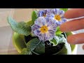 New Plant - Primula 'Blue Zebra'