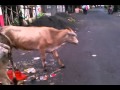 walk in indian street11) walk in indian street11)