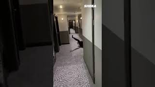 Woman Hilariously Falls Over Drunk In Hotel