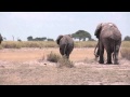 Elephant mating season in Amboseli, Kenya