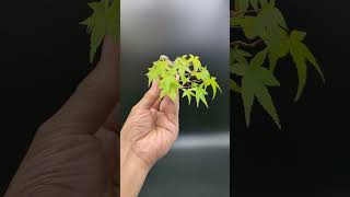 豆盆栽紅千鳥モミジ Japanese Maple Benichidori 2023年9月25日
