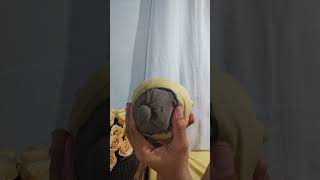 Tutorial For Hand Expression How To Collect Milk Through Hand Express?Coach Lorie