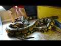 Huge Tiger Reticulated Python